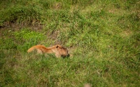 Fernando the Capybara