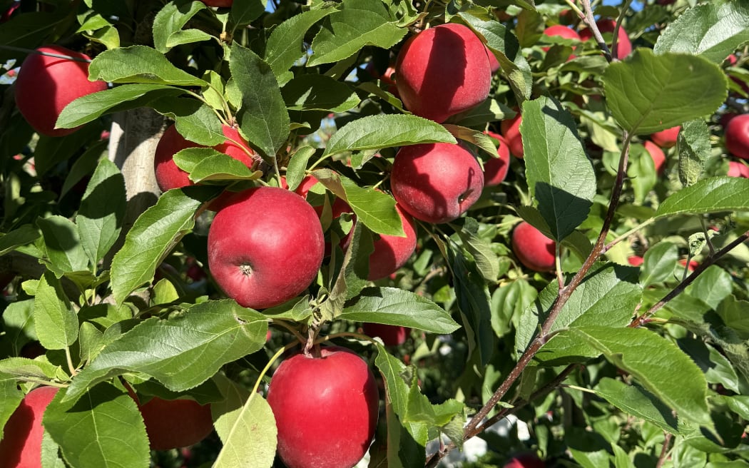 This year's apple harvest in Hawke's Bay has produced good quality fruit, though of a smaller size and volume.