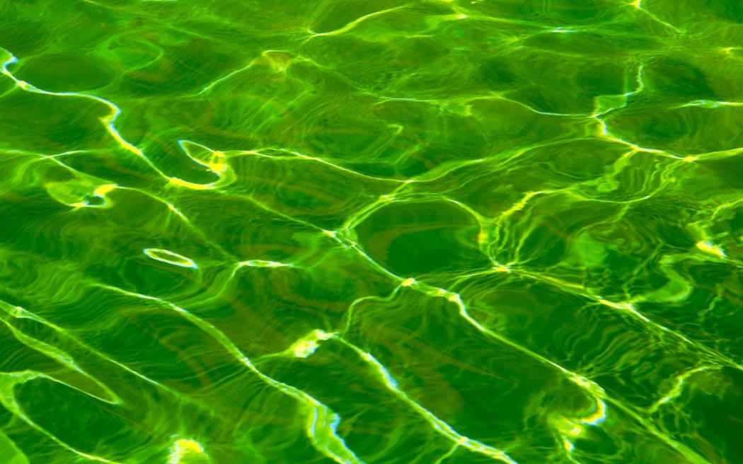 Green algae with water foam texture background