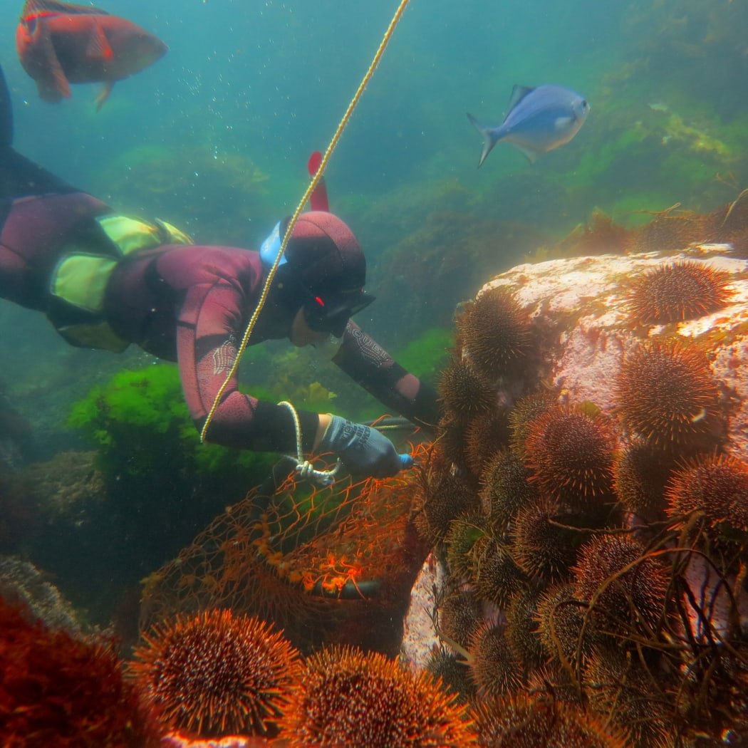 Waikato University marine scientist Kura Paul-Burke.