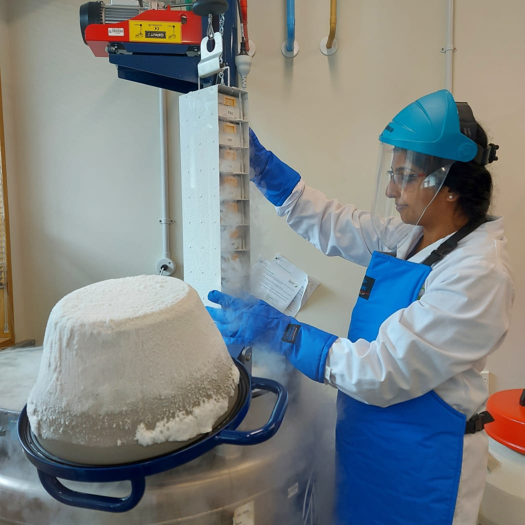 Liya Mathew from Plant and Food Research working on a cryopreservation project