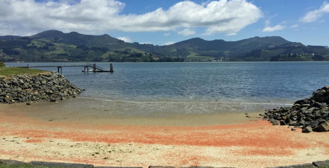 A red tide - Munida gregaria postlarvae litter the beaches of Otago harbour when they swarm.