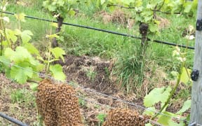 here’s a picture taken this morning in our vineyard. We love bees in our biodynamic vineyard at Churton. Kevin our beekeeper has been chasing swarms all week.