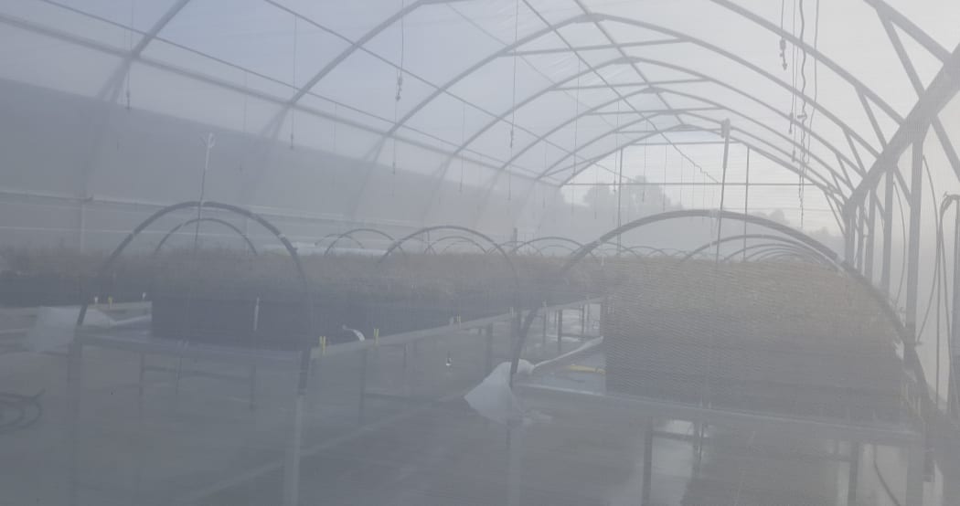 Kauri seedlings that are being tested for resistance to kauri dieback disease are raised in a sterile greenhouse.