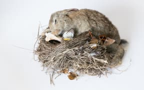 The taxidermy art of Antoinette Ratcliffe featured in the Art Of Death exhibition at Highwic in Epsom.