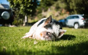 A kunekune taking time out