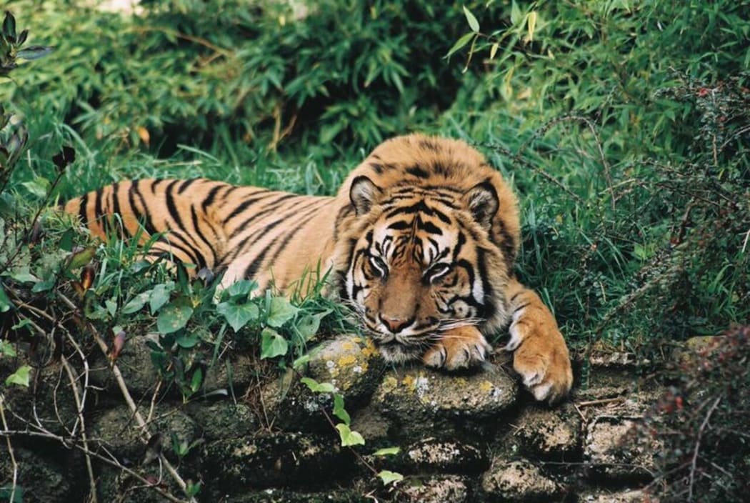 Sumatran tiger Rokan.