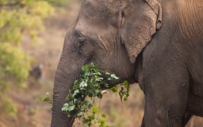 Elephant. (File image).