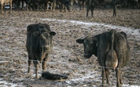 Cows stand in mud after winter grazing.