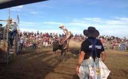 A cowboy in action at Martinborough’s Pukemanu Bull Ride.