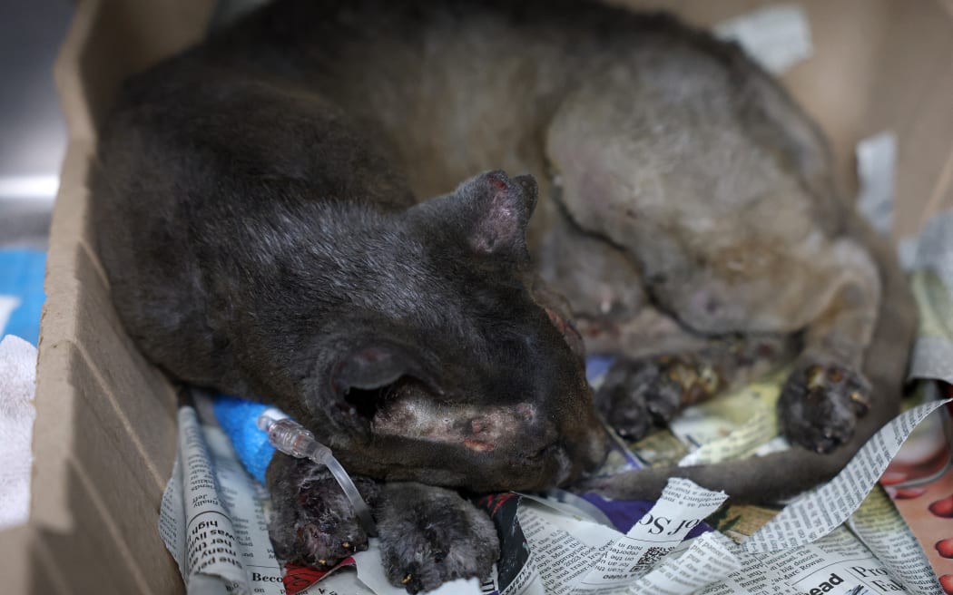 PASADENA, CALIFORNIA - JANUARY 10: An injured cat rests in the ICU at the Pasadena Humane Society on January 10, 2025 in Pasadena, California. Hundreds of pets have been displaced by the Eaton Fire and many residents have had to shelter their pets at the Pasadena Humane Society. The Eaton Fire has grown to over 13,000 acres and has destroyed over 5,000 homes and businesses. Five people have lost their lives in the fire.   Justin Sullivan/Getty Images/AFP (Photo by JUSTIN SULLIVAN / GETTY IMAGES NORTH AMERICA / Getty Images via AFP)