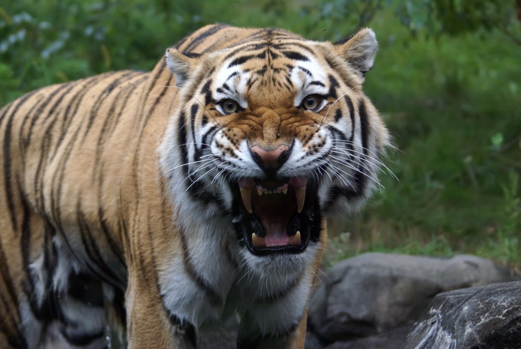A Siberian tiger