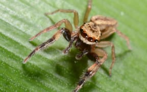 A close up photo of a golden-brown jumping spider sitting on a green leaf.