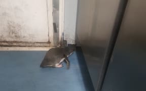 A penguin returns to the sushi shop.