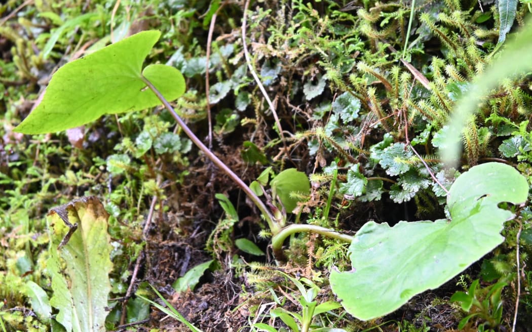 Caption 2: The nationally endangered plant Brachyglottis turneri, or Manawa Kawa, as it has been named by iwi. Photo: Supplied (single use only)