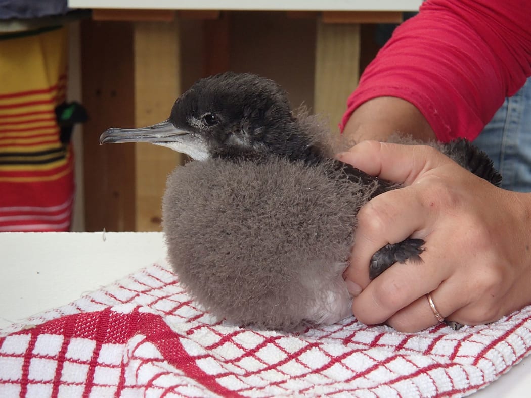 Fluttering shearwater chick.