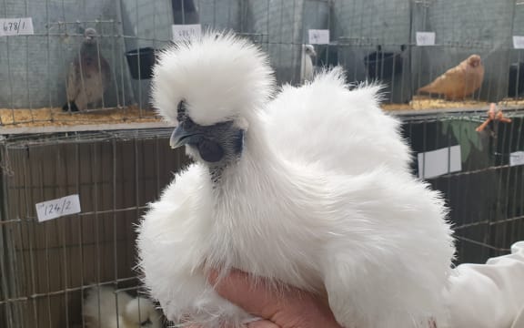 Silkie.
