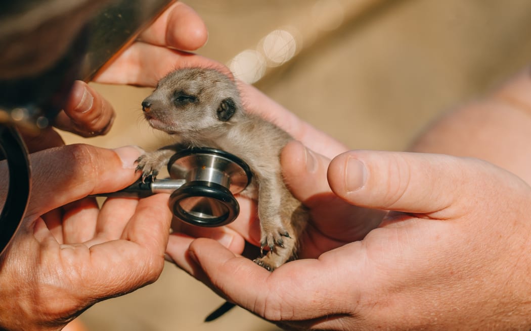 Auckland Zoo's meerkat Adia has had a litter of four pups.