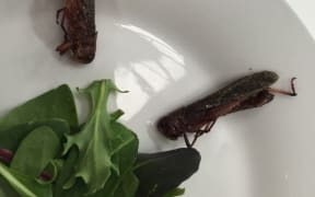 Eating Bugs