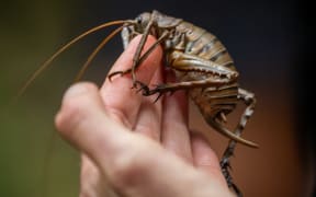 About 100 critically-endangered Mahoenui giant weta have been released into the Rotokare Sanctuary in Taranaki this week as part of efforts to preserve the taonga species.