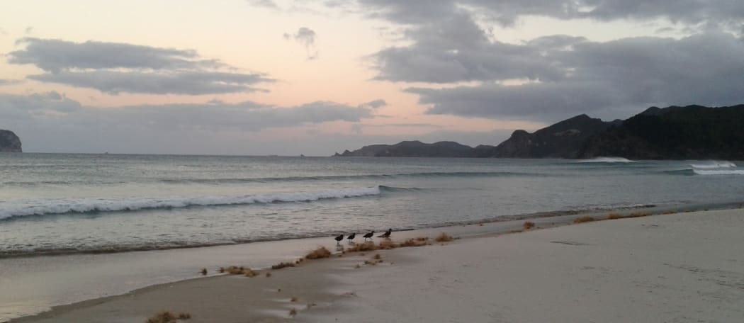 A family of pateke foraging along the water's edge on Whangapoua Beach at dusk.