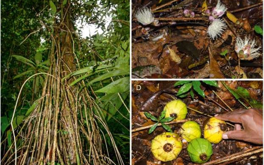 Fig. 3. Eugenia venteri. A numerous aerial roots-like flagella extending down from the main tree trunk; B distal portions of the
long creeping flagella on the forest floor bearing inflorescences with flower buds and open flowers; C close-up of a section of
the terrestrial flagellum bearing flower buds and open flowers with stiff, somewhat spiny roots visible; D a cluster of four ripe
fruits placed in a group around a green immature fruit attached to a flagellum on the ground.