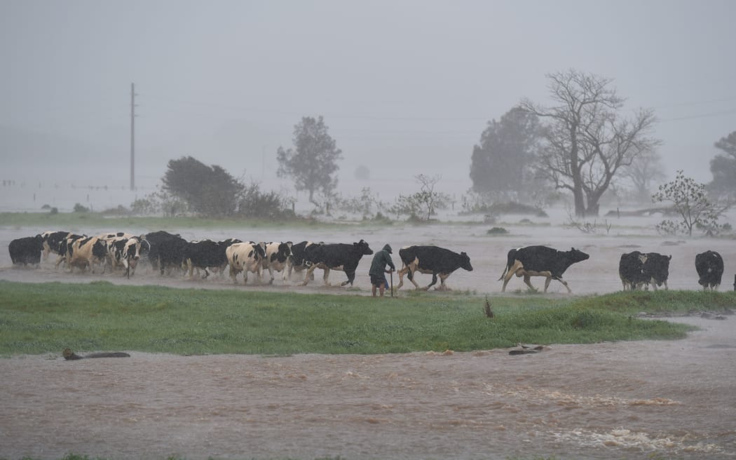 A farmer moves his cattle out of flood waters near Kiama, New South Wales.
