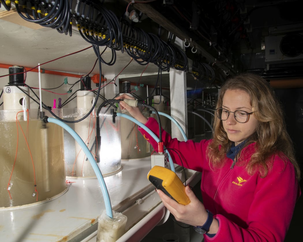 PhD student Valeria Mobilia uses a hand-held turbidity meter to check that suspended sediment concentrations are correct in an experiment run at NIWA.