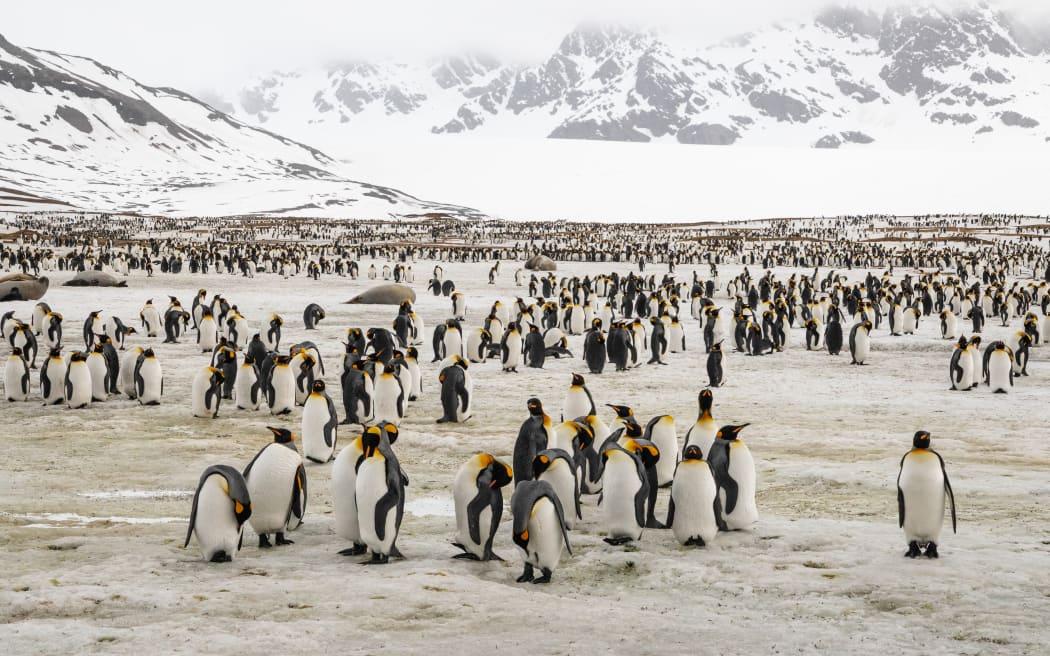 A massive colony of king penguins (black and white with yellow around their heads) stretches as far as the eye can see. In the background, snowy rocky peaks are shrouded in cloud. Some large elephant seals are visible between the penguins.