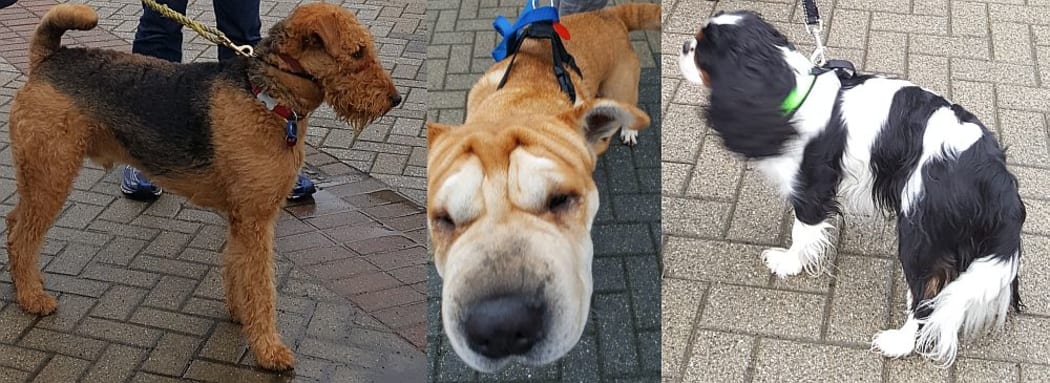 Three different dog breeds.