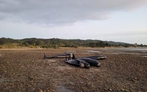 Whales re-stranded in Golden Bay.