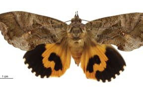Eudocima fullonia (female