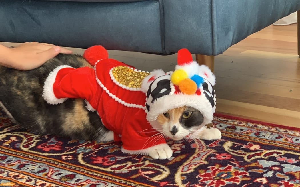 Chinese New Year - Renee Liang's cat Kimmy displeased she's dressed as a lion