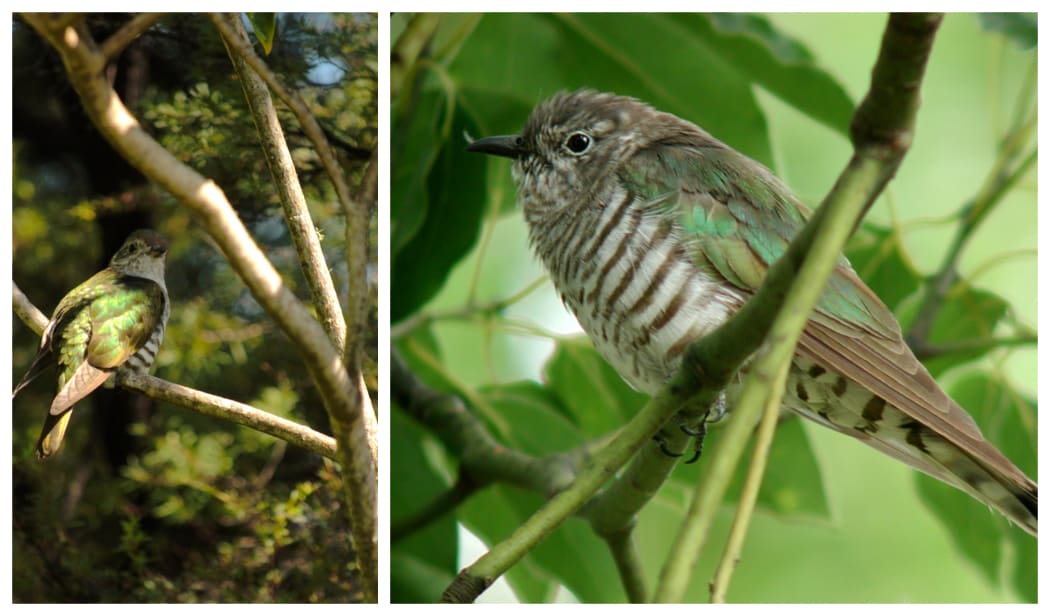 Shining Cuckoo