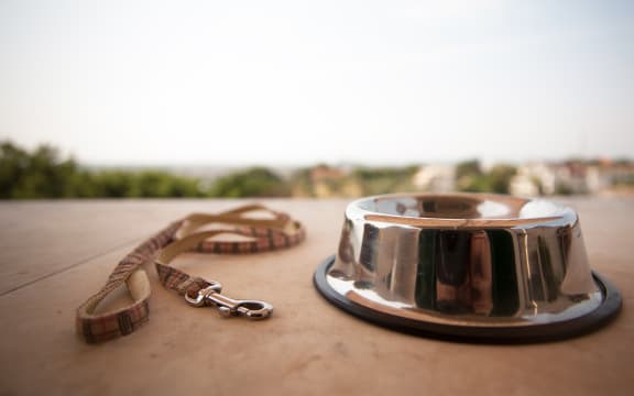 bowl and collar near on a white floor