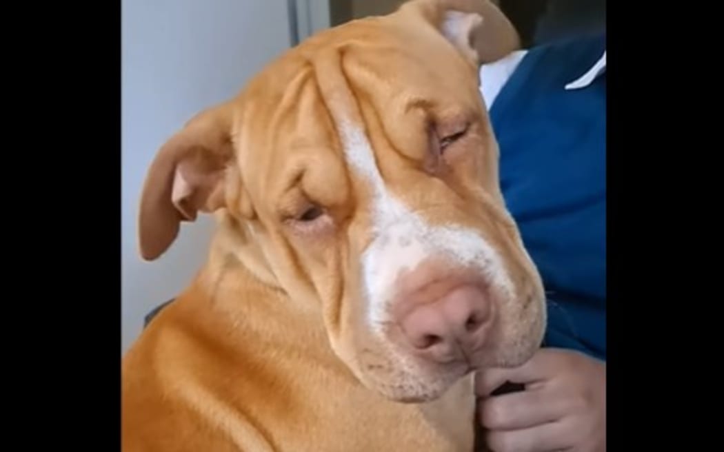 One of the dogs Kāinga Ora says the family is not allowed to have.