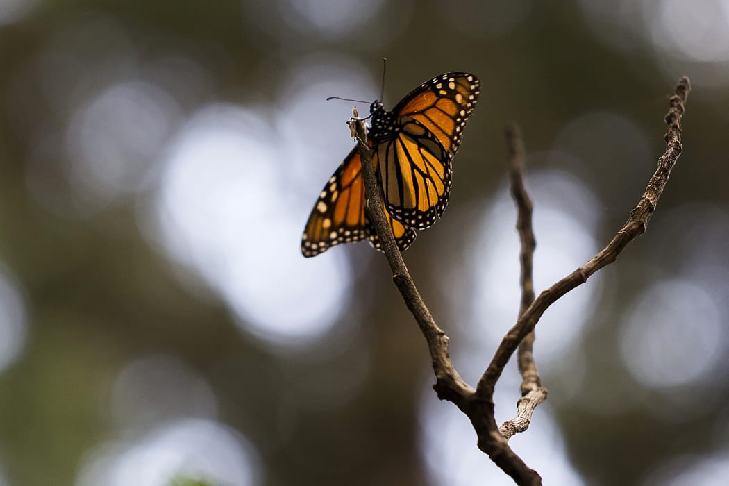 Monarch butterfly (Danaus plexippus) in the forest of, Ocampo municipality, Michoacan state, Mexico.Millions of the butterflies arrive each year to breed, after travelling more than 4500km from the United States and Canada.