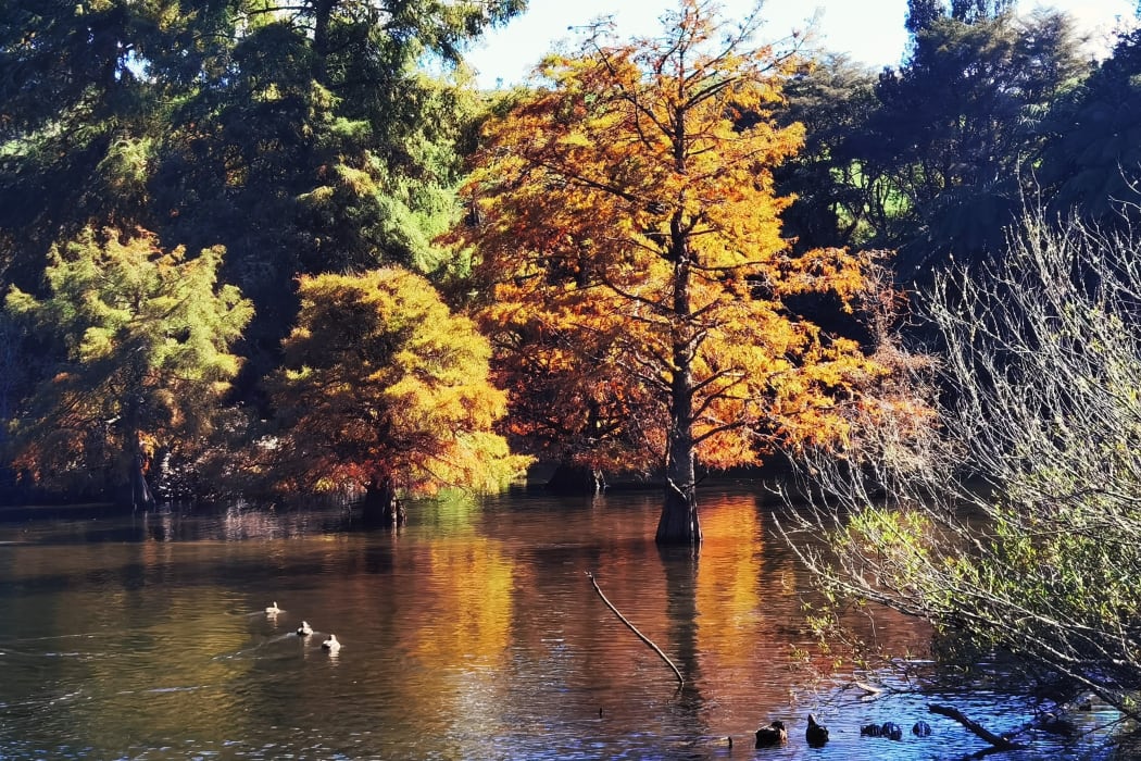 McLaren Falls Park, Tauranga - Autumn foliage, North Island, New Zealand.