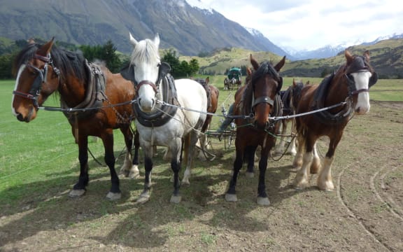 Working horses at Erewhon Station