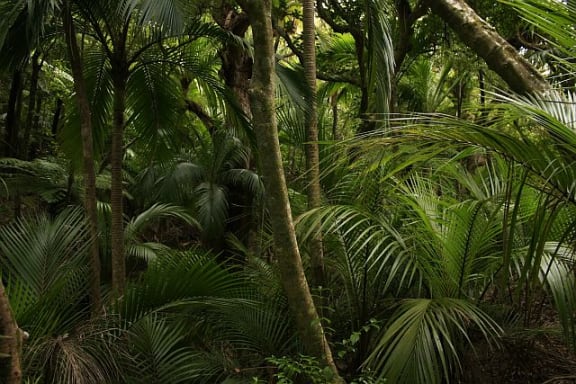 Seedling regrowth and a lush understory of nikau palms is one of the tangible signs of recovery following the trapping of more than 44,000 rats at Windy Hill Sanctuary.