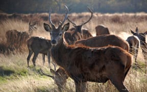Deer and Stags.