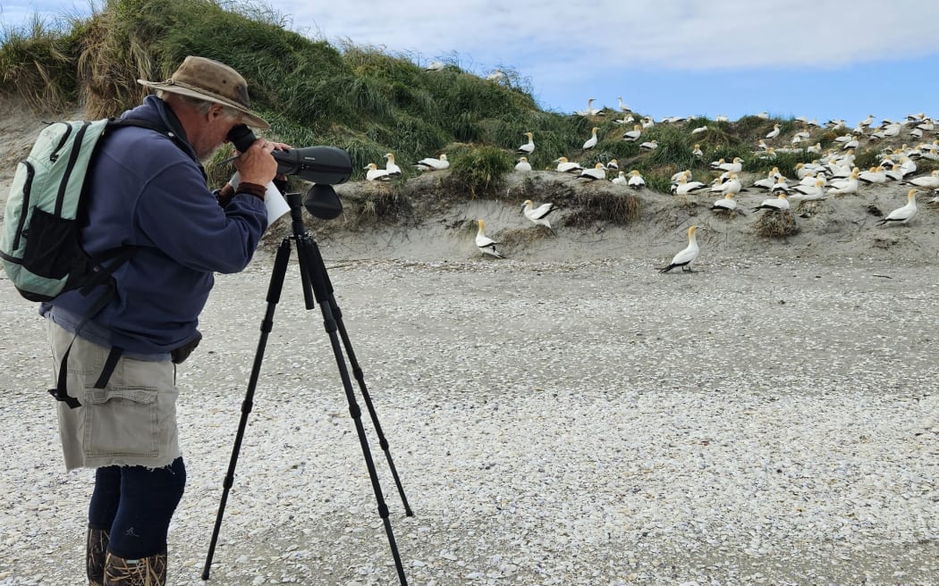 A man wearing a navy fleece, wide-brimmed hat, backpack, and grey shorts over dark thermals looks into a scope on a tripod, trained at a dense colony of white seabirds sitting on nest mounds of sand.