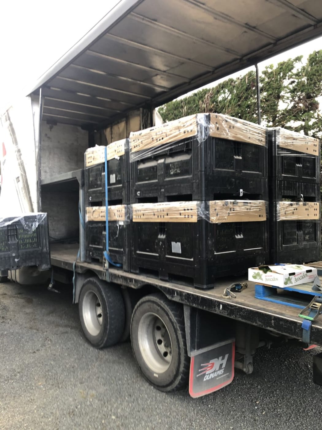 Bins full of papaya leaves being loaded in Kerikeri for shipment to the factory for processing into extract.