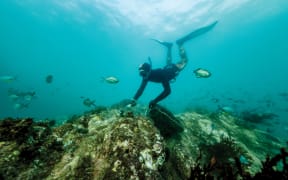 A man wearing a snorkel, mask and flippers dives down to a bare rock and uses an implement to scrape a kina sea urchin off the rock into a mesh bag, that is now full to the brim with kina. About four fish swim around the freediver, with more visible in the soft blue of the ocean in the backgorund.