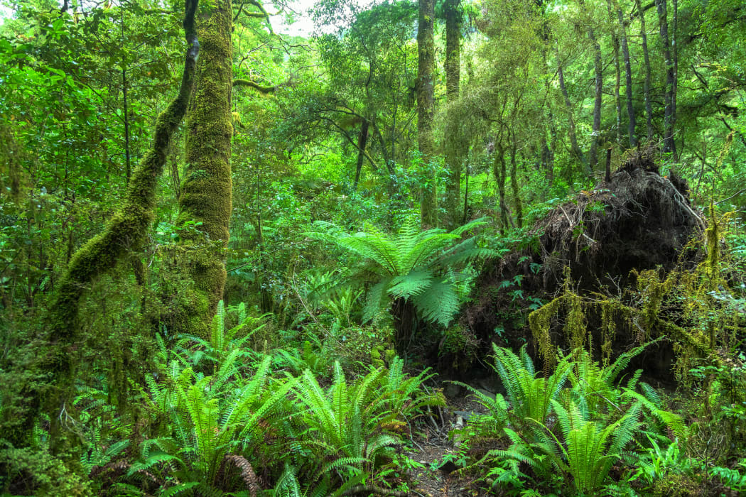 New Zealand native rain forest.