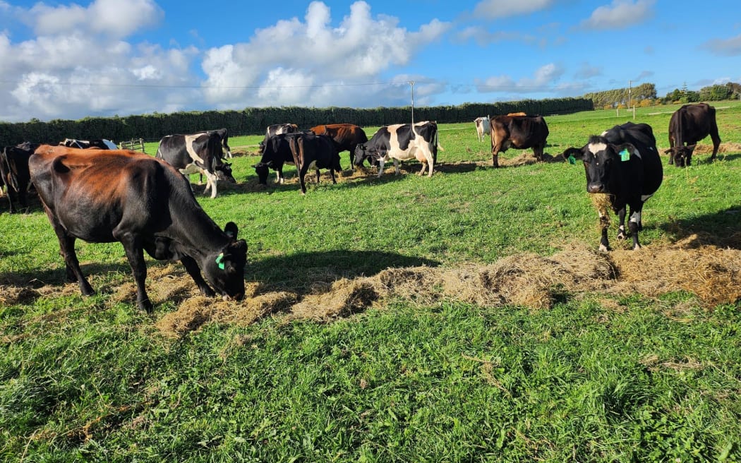 Janet Fleming's herd of kiwi-cross grazing on some supplementary feed.
