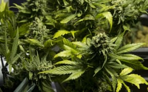 Cannabis plants in Uruguay on 15 December 2014.