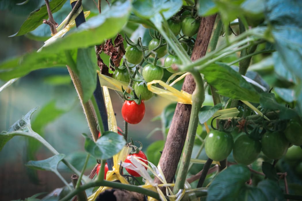 Tomatoes growing on a vine.