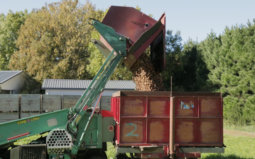 Walnut harvesting at Lightfoot Walnuts
