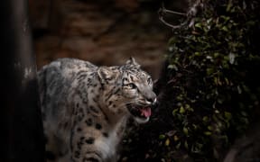 Snow leopards at Wellington Zoo